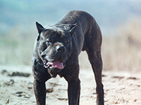 cane corso italian mastiff